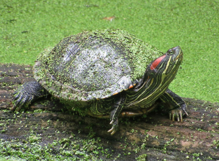 Red-ear Slider